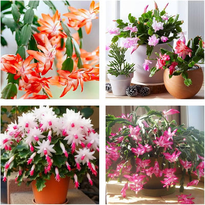100 Pcs