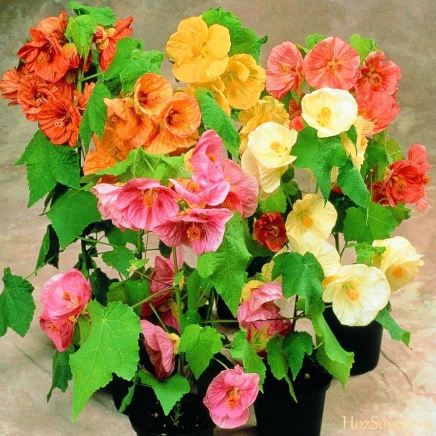 Mix Abutilon Flower seeds for Planting Fragrant Blossoms Heirloom & GMO Free Seeds for Home Garden 
 
 Sale
