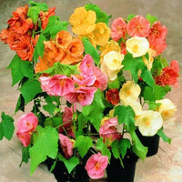 Mix Abutilon Flower seeds for Planting Fragrant Blossoms Heirloom & GMO Free Seeds for Home Garden 
 
 Sale