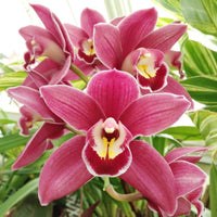Cymbidium Flower Planting Seeds for Stunning Orchids
