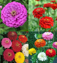 Zinnia Oklahoma Double Bloom Flower seeds for Planting Drought Tolerant Heirloom & GMO Free Seeds for Home Garden