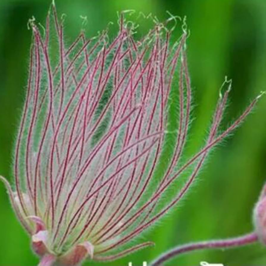 Smoke Flower seeds for Planting Garden Favorite Heirloom & GMO Free Seeds for Home Garden 
 
 Sale
