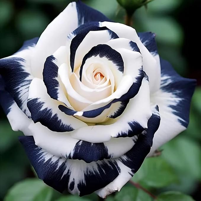 Very Light Tableware Seeds, Hybrid Seeds, Rainbow Rose Seeds