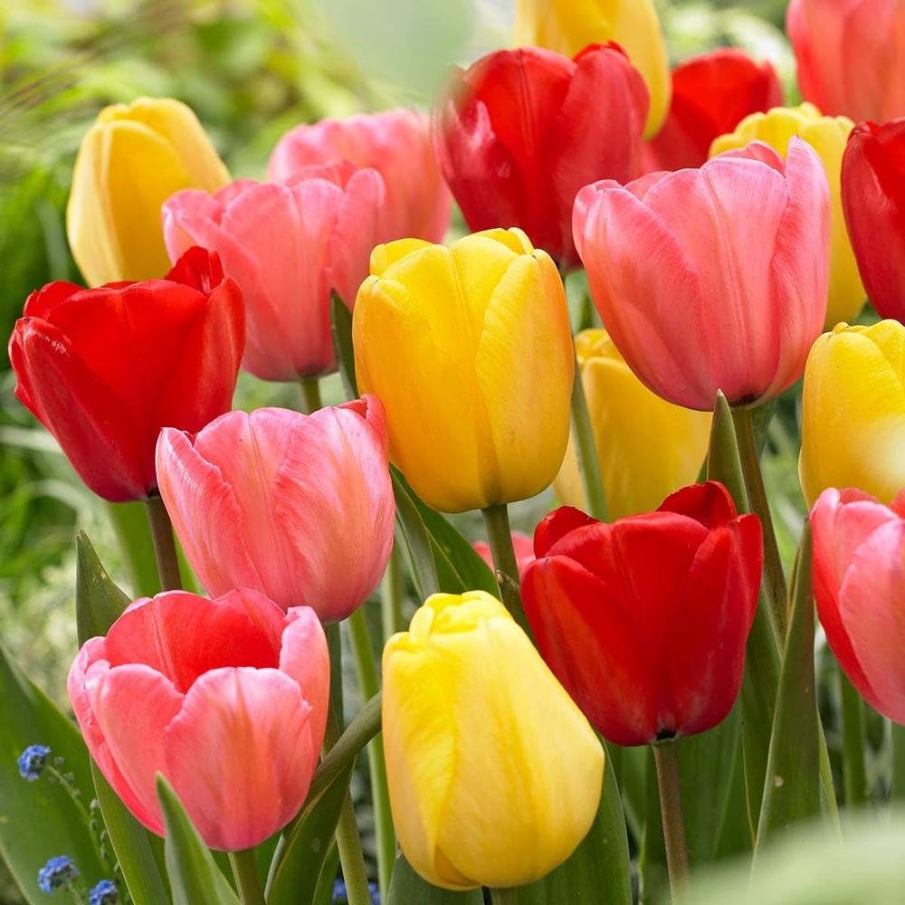 Tulip Flower seeds for Planting Low Maintenance Heirloom & GMO Free Seeds for Home Garden