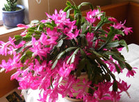 White Pink Zygocactus Flower seeds for Planting - Seasonal Bloomer, Heirloom & GMO Free Seeds for Home Garden