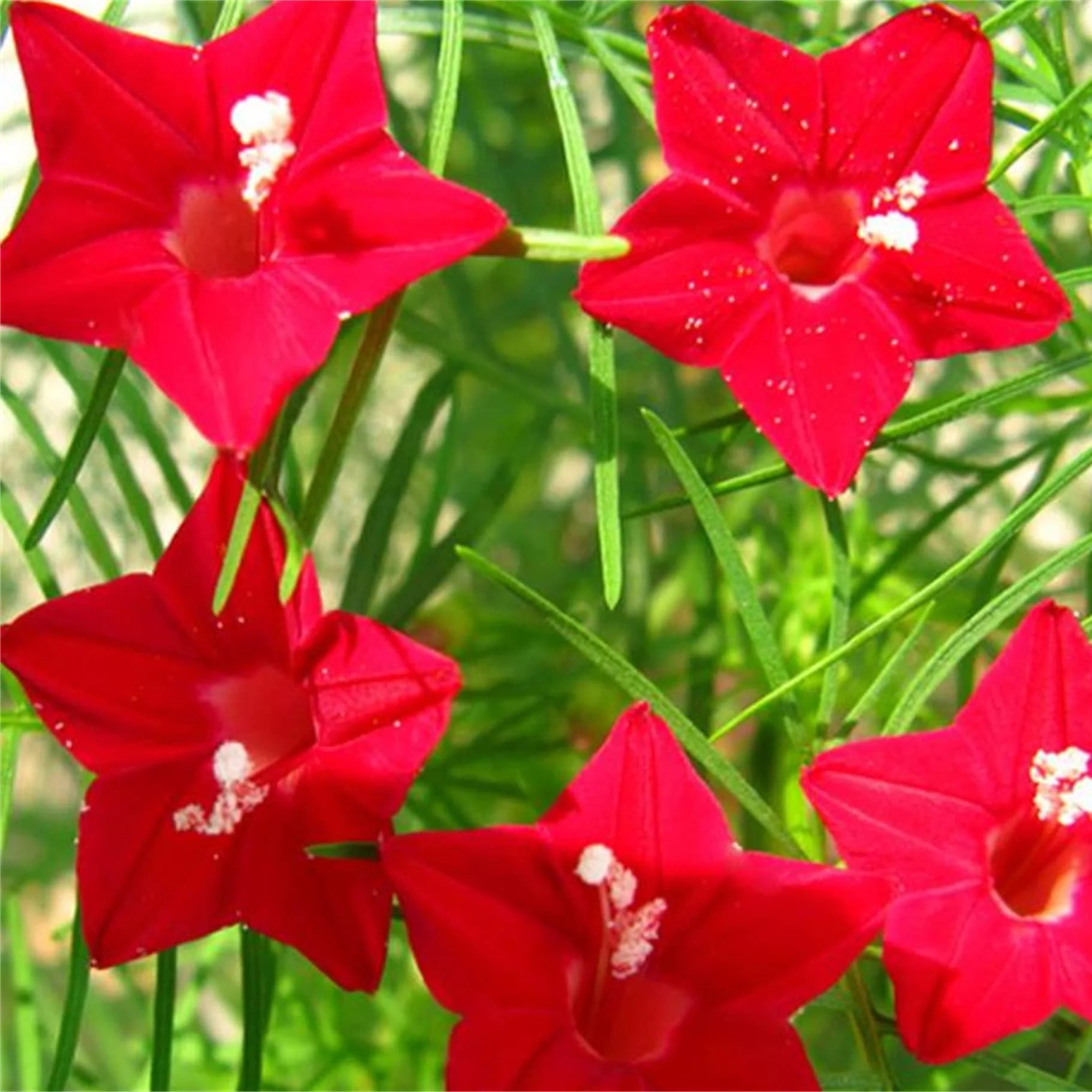 Red Cypress Flower seeds for Planting - Long Bloom Season, Heirloom & GMO Free Seeds for Home Garden