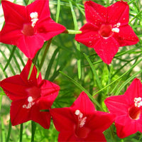 Red Cypress Flower seeds for Planting - Long Bloom Season, Heirloom & GMO Free Seeds for Home Garden