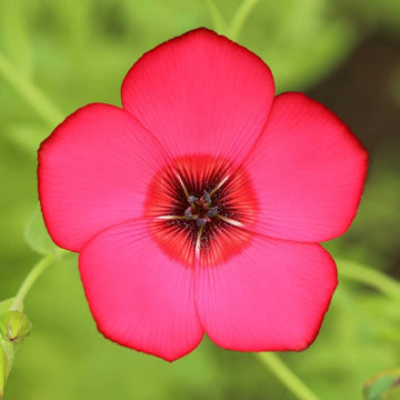 Red Rock Cress Aubrieta Seeds for Planting flowering groundcover rock garden