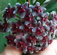 Green Black Carnosa Flower seeds for Planting Pollinator Friendly Heirloom & GMO Free Seeds for Home Garden