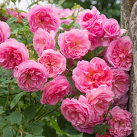 Pale Pink Climbing Rose Flower seeds for Planting - Bright Blooms, Heirloom & GMO Free Seeds for Home Garden