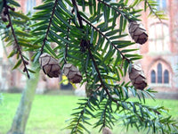 Tsuga Canadensis Eastern Hemlock Tree Seeds