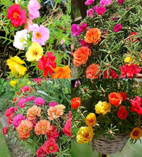 Heirloom Portulaca Flower seeds for Planting Sun Loving Heirloom & GMO Free Seeds for Home Garden