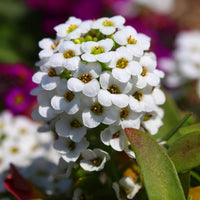 Lobularia Flower seeds for Planting Low Maintenance Heirloom & GMO Free Seeds for Home Garden 
 
 Sale