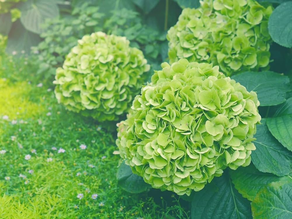 Thick Green Hydrangea Flower Seeds for Easy Planting