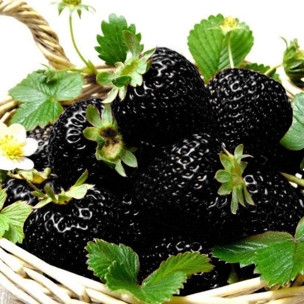 Rare Black Strawberries Seeds for Planting - Grow Unique Juicy Dark Strawberries in Your Garden