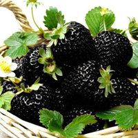 Rare Black Strawberries Seeds for Planting - Grow Unique Juicy Dark Strawberries in Your Garden