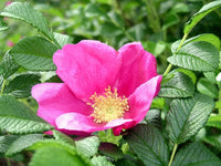 Heirloom Rugosa Rose Flower seeds for Planting Perfect for Borders Heirloom & GMO Free Seeds for Home Garden