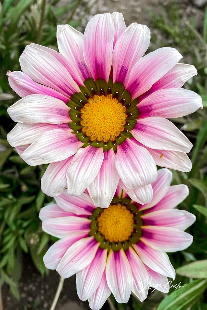 Light Pink Orange Gazania Flower Seeds for Planting Drought Tolerant Heirloom & GMO Free Seeds for Home Garden
 
 Sale