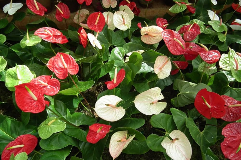 Anthurium Seeds for Vibrant Flowering Plants