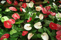 Anthurium Seeds for Vibrant Flowering Plants