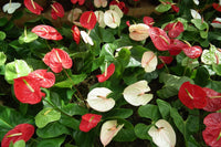 Anthurium Flower seeds for Planting - Low Maintenance, Heirloom & GMO Free Seeds for Home Garden
 
 Sale seeds for planting in home garden
