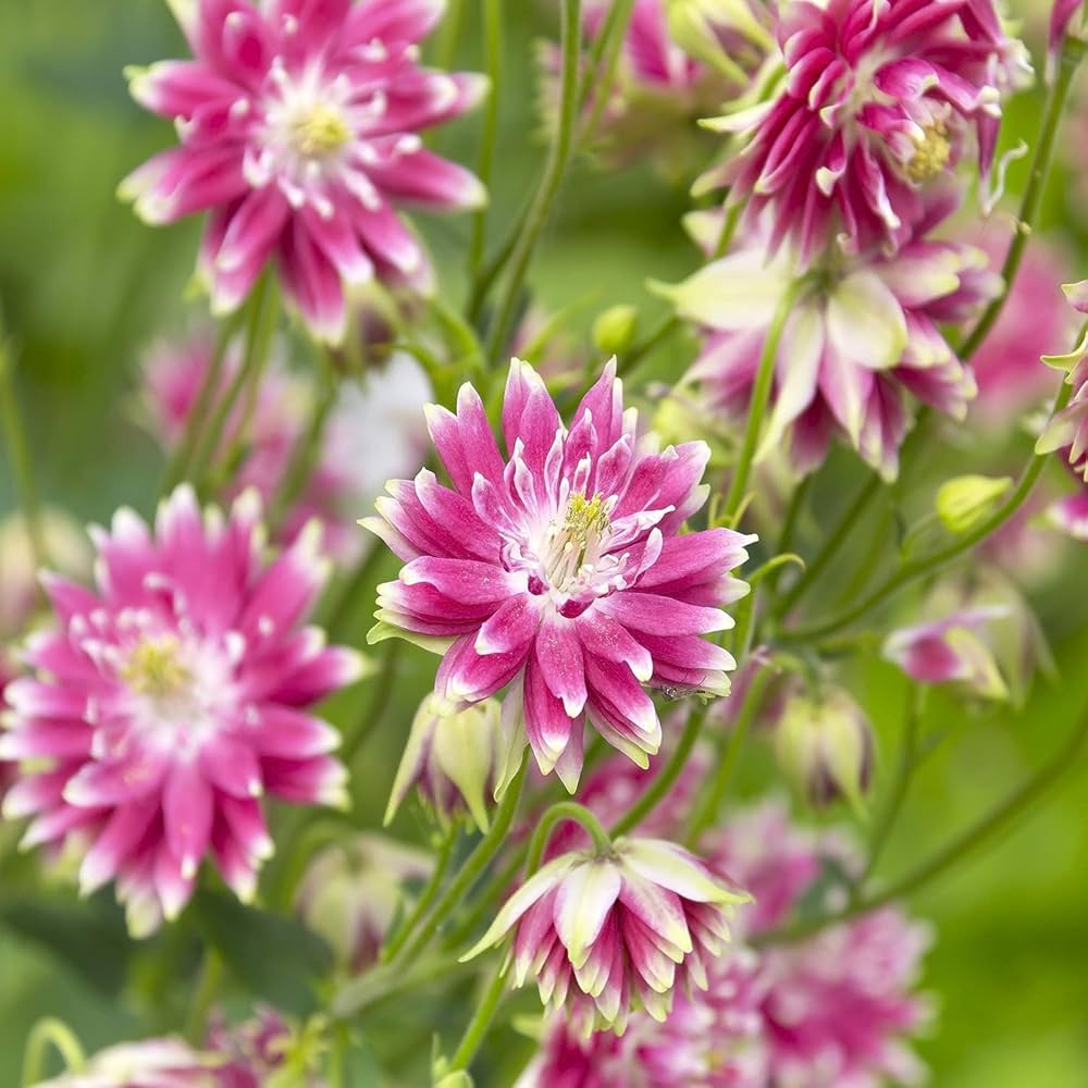 Barlow Columbine Flower seeds for Planting Shade Tolerant Heirloom & GMO Free Seeds for Home Garden