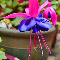 Blue Red Fuchsia Flower seeds for Planting Wildflower Mix Heirloom & GMO Free Seeds for Home Garden