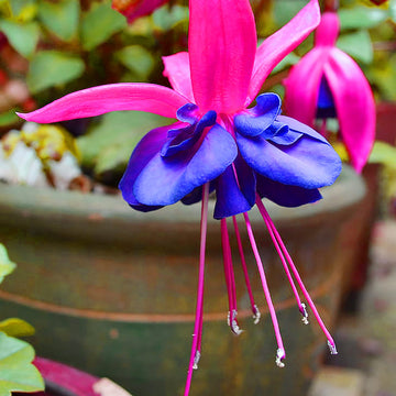 Blue Red Fuchsia Flower seeds for Planting Wildflower Mix Heirloom & GMO Free Seeds for Home Garden