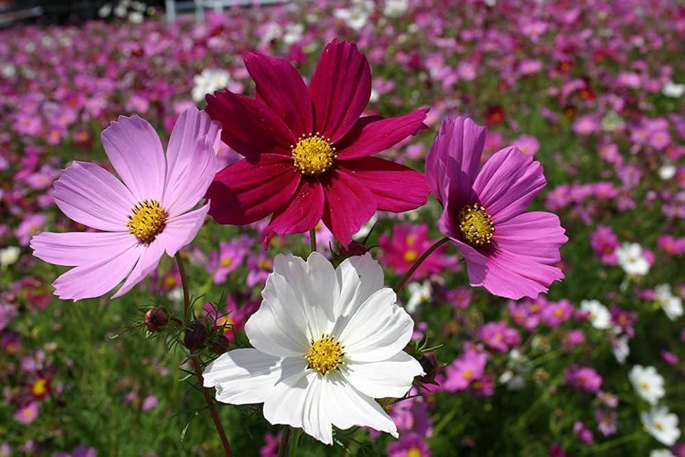Cosmos Mix Flower Seeds for Planting - Vibrant Annual Blooms for Your Garden