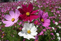 Cosmos Mix Flower Seeds for Planting - Vibrant Annual Blooms for Your Garden