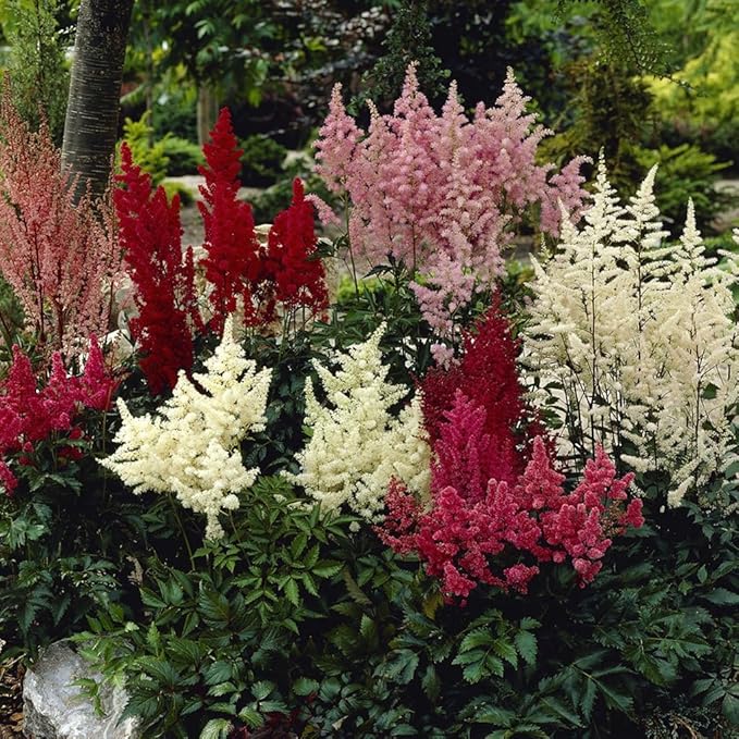 Astilbe Flower Astilbe spp. Seeds for Planting in Flower Bed & Garden