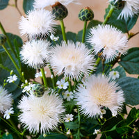 Centaurea Moschata Flower seeds for Planting Drought Tolerant Heirloom & GMO Free Seeds for Home Garden