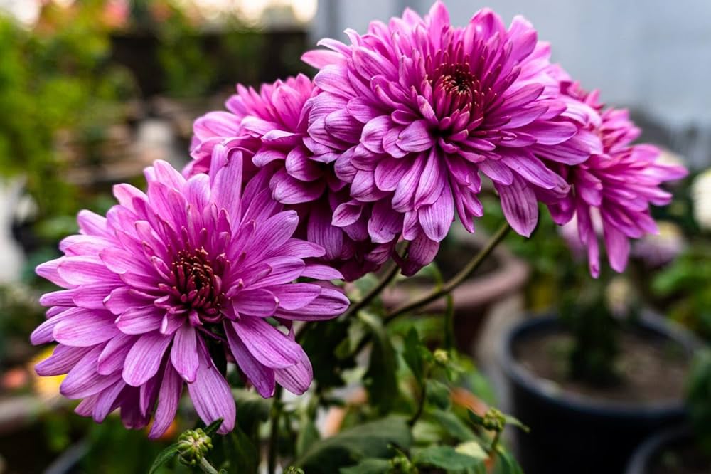 Violet White Chrysanthemum Flower Seeds for Planting – Heirloom, Non-GMO, Bright Bloom Garden Seeds