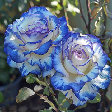 Light Blue Osiria Rose Seeds for Planting - Unique Flower Variety