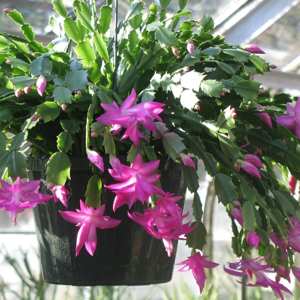 White Pink Zygocactus Flower seeds for Planting - Seasonal Bloomer, Heirloom & GMO Free Seeds for Home Garden