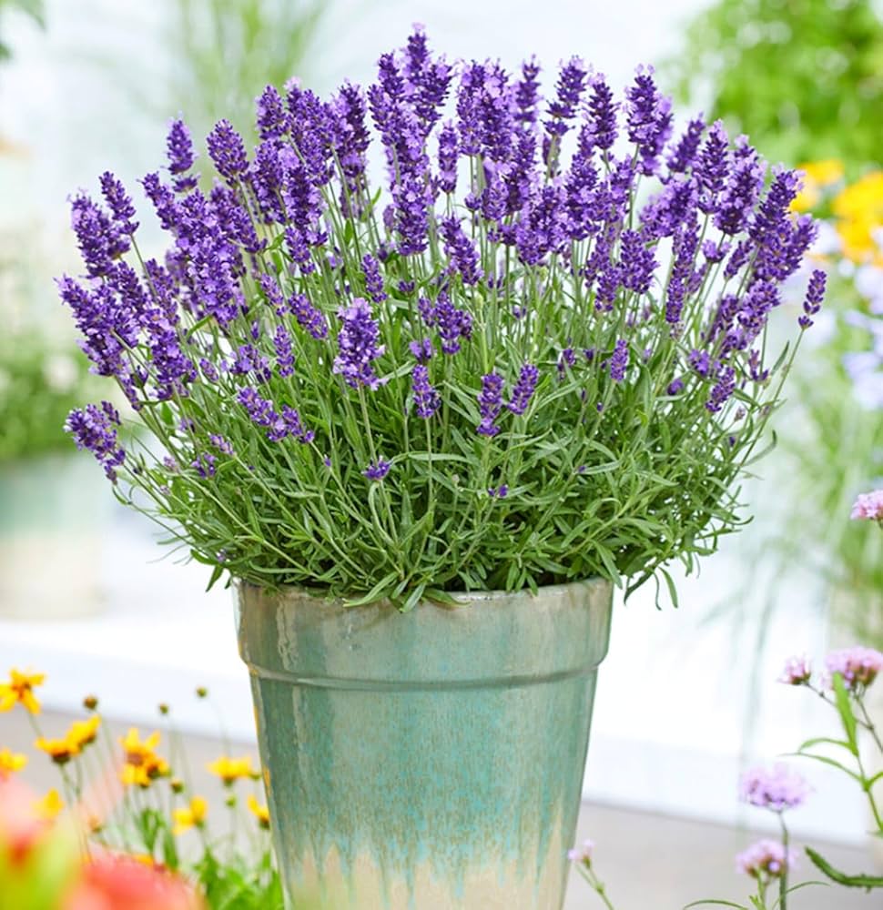 Violet Lavender Flower seeds for Planting - Bright Blooms, Heirloom & GMO Free Seeds for Home Garden