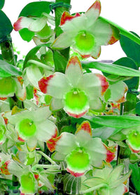 Green Red Dendrobium Flower seeds for Planting - Shade Tolerant, Heirloom & GMO Free Seeds for Home Garden
 
 Sale for planting in home garden.