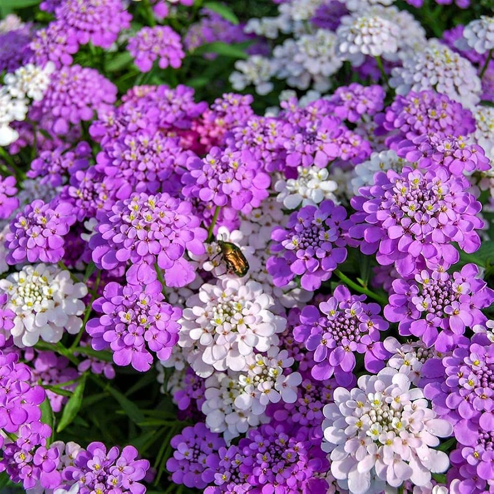 Mixed Candytuft Flower Seeds Collection for Planting