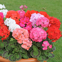 MultiColor Geranium Flower Seeds for Planting Garden Favorite Heirloom & GMO Free Seeds for Home Garden
 
 Sale