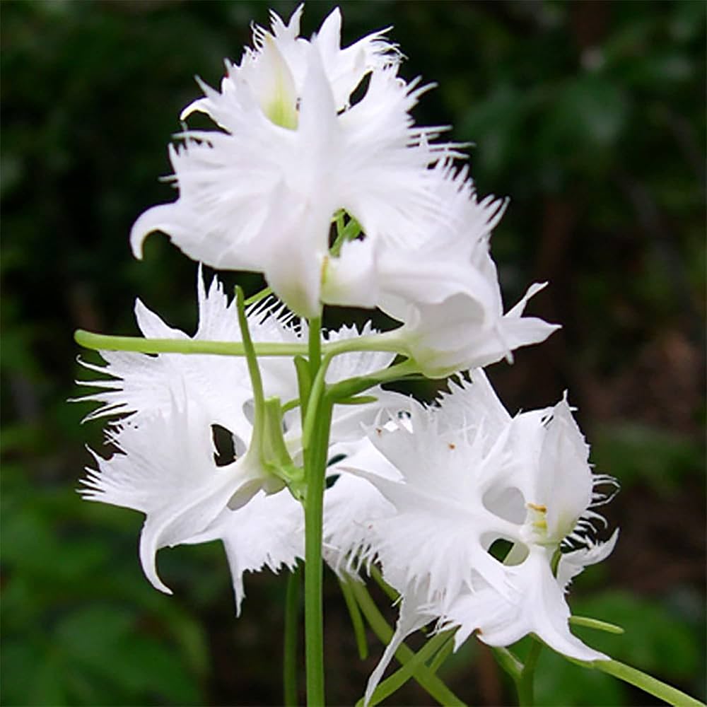 Heron Orchid Flower seeds for Planting Bright Blooms Heirloom & GMO Free Seeds for Home Garden 
 
 Sale