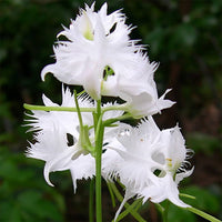 Heron Orchid Flower seeds for Planting Bright Blooms Heirloom & GMO Free Seeds for Home Garden 
 
 Sale