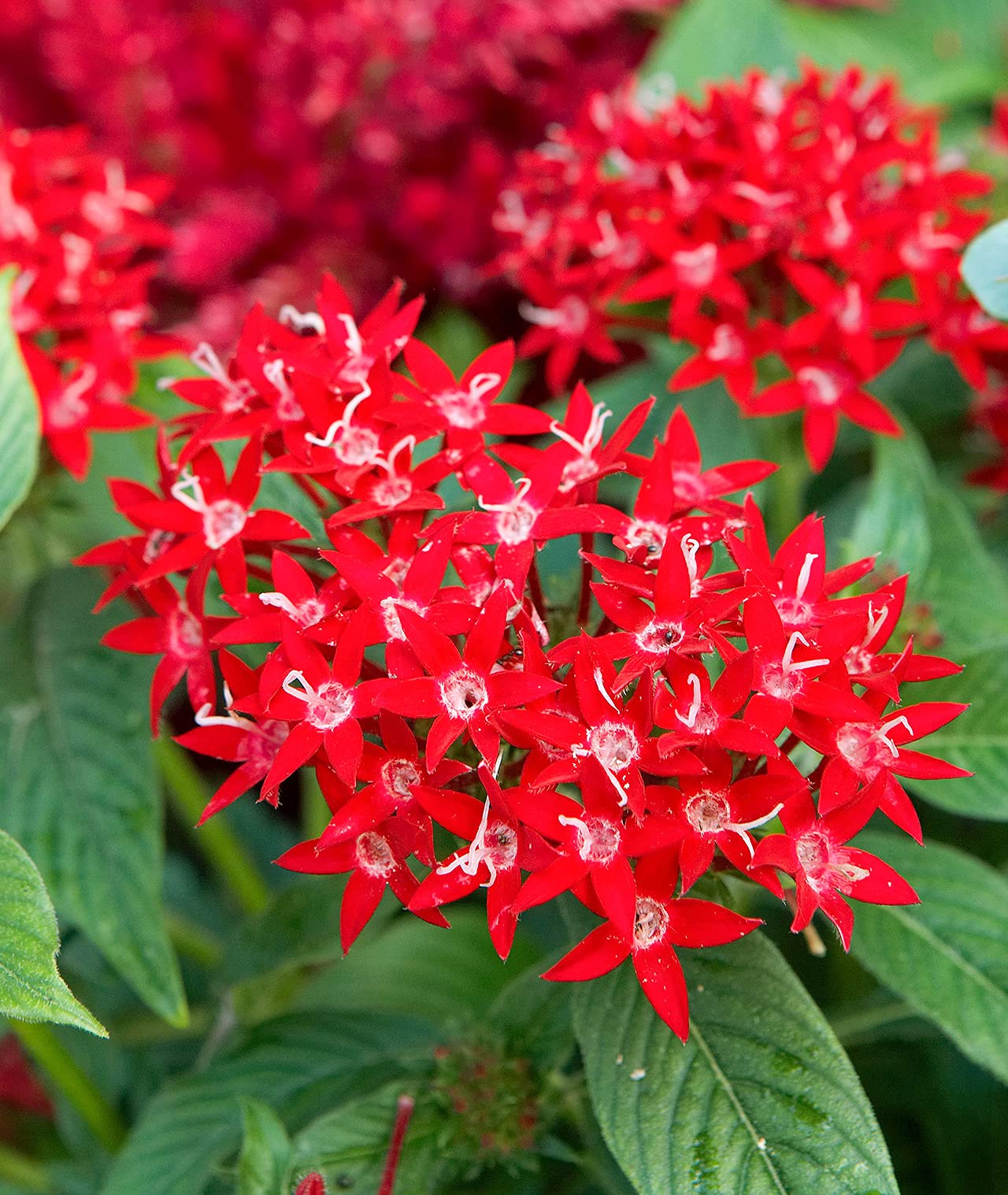 Heirloom Pentas Lanceolata Flower seeds for Planting Long Bloom Season Heirloom & GMO Free Seeds for Home Garden