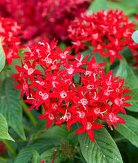 Heirloom Pentas Lanceolata Flower seeds for Planting Long Bloom Season Heirloom & GMO Free Seeds for Home Garden