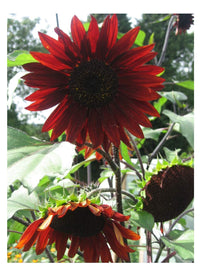Sunflower Red Sun Seeds for Stunning Red-Orange Blooms