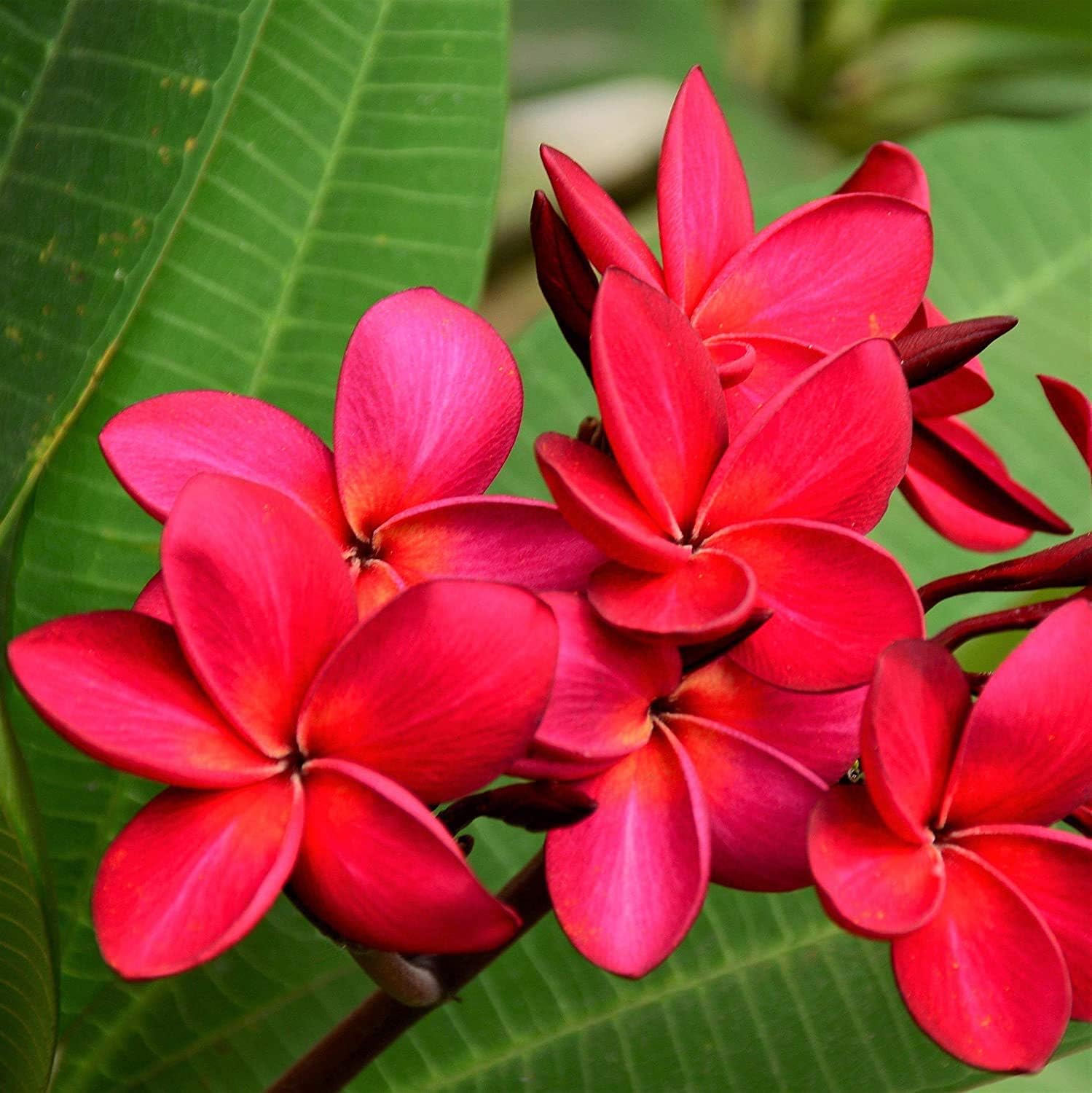 Deep Pink Egg Flower seeds for Planting - Compact Growth, Heirloom & GMO Free Seeds for Home Garden