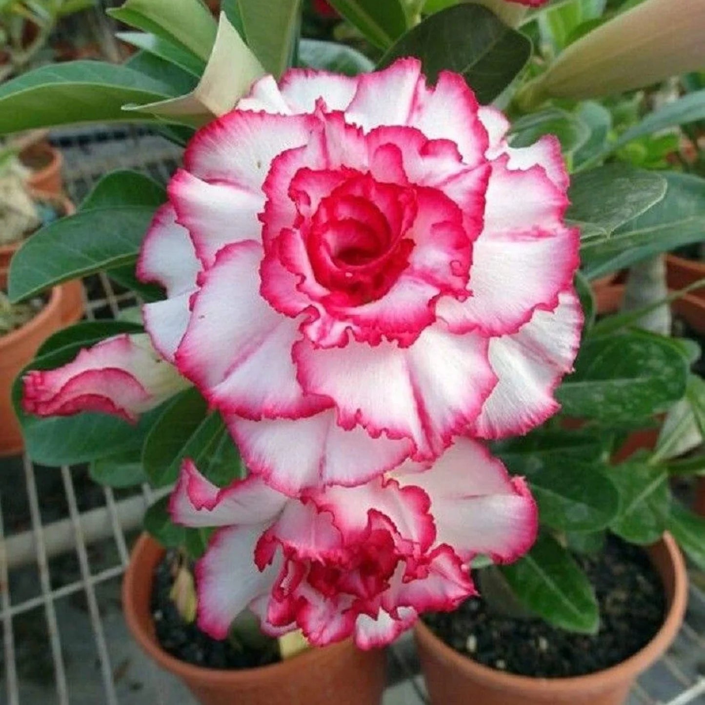Pink and White Adenium Obesum Flower Seeds for Planting