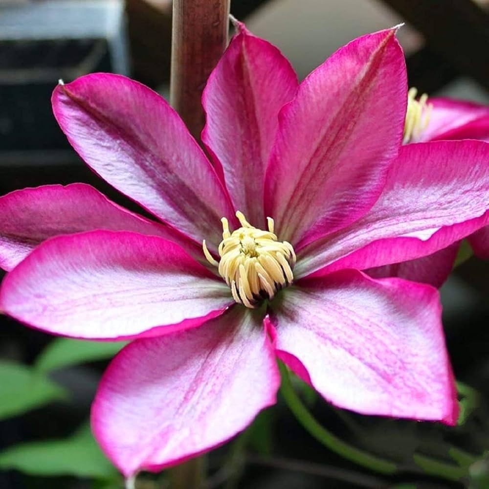Pink Clematis Flower Seeds for Planting Cut Flower Favorite Heirloom & GMO Free Seeds for Home Garden
 
 Sale