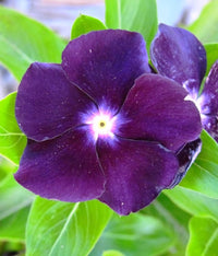 Blue Vinca Flower Seeds – Fragrant Annual for Garden Borders