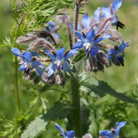 Heirloom Borago Officinalis Flower seeds for Planting Hardy Variety Heirloom & GMO Free Seeds for Home Garden