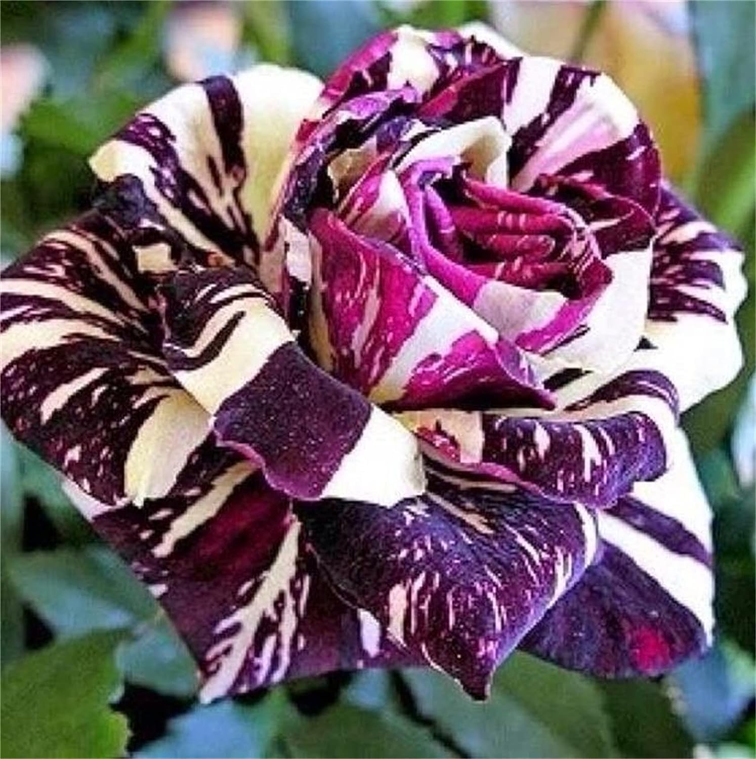 Dragon Rose Mixed Color Flower seeds for Planting Long Bloom Season Heirloom & GMO Free Seeds for Home Garden 
 
 Sale